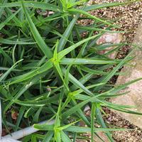 Aloe striatula