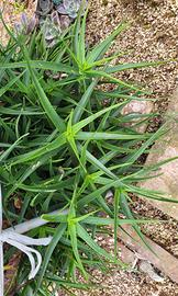 Aloe striatula