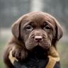 labrador-biondi-neri-e-chocolate-disponibili