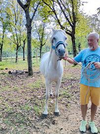 Cavallo