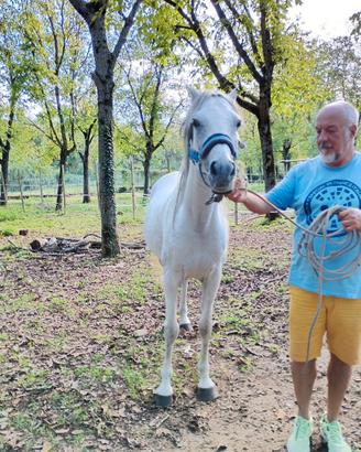 Cavallo