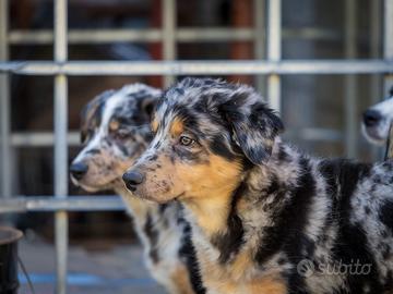 Cuccioli pastore australiano x Border collie