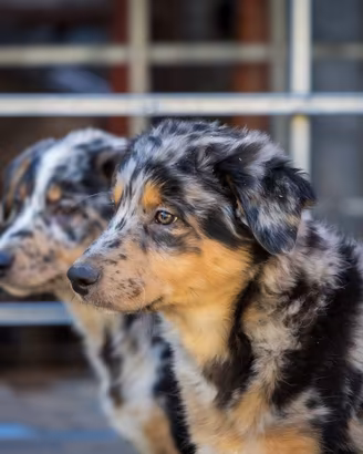 Cuccioli pastore australiano x Border collie
