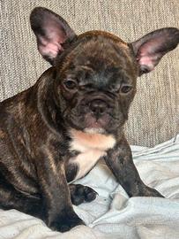 bulldog francese femmina 