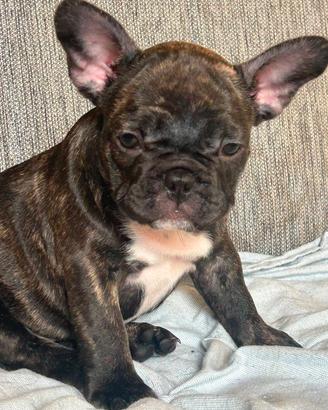 bulldog francese femmina 