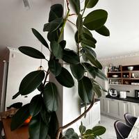 Pianta ficus robusta 3 metri