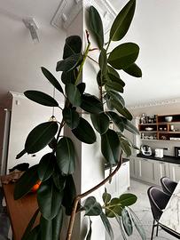 Pianta ficus robusta 3 metri