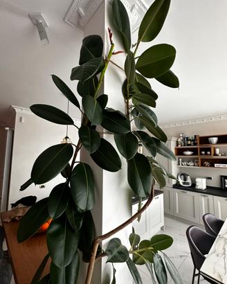 Pianta ficus robusta 3 metri