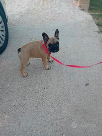 Bulldog francese pedigree enci