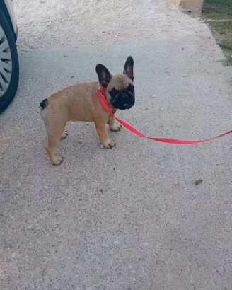 Bulldog francese pedigree enci