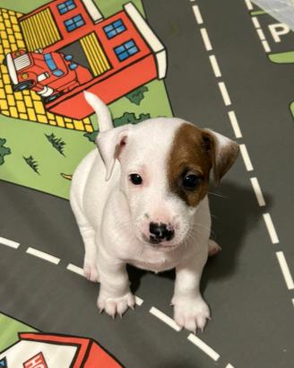 Jack Russel terrier