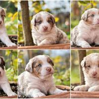 Cuccioli Pastore Australiano RED MERLE