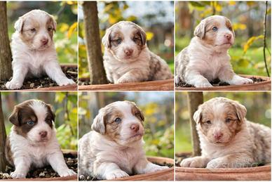 Cuccioli Pastore Australiano RED MERLE