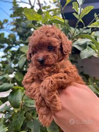 Cuccioli di barboncino Toy