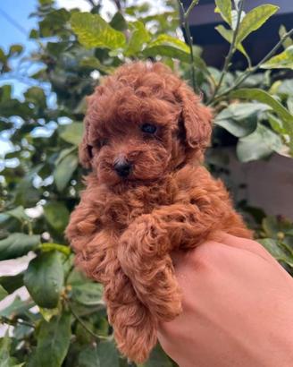 Cuccioli di barboncino Toy