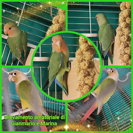 Inseparabili e conuri