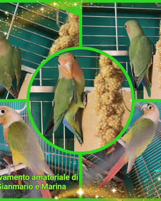 Inseparabili e conuri