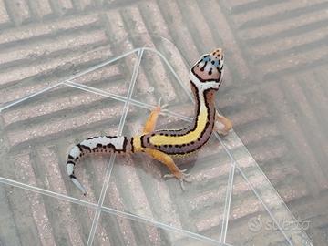 Geco leopardino