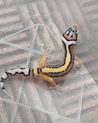 Geco leopardino