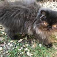 Gatto persiano nero maschio