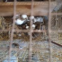 Coniglio mamma con cuccioli coniglio