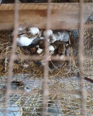 Coniglio mamma con cuccioli coniglio