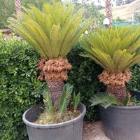 Cycas