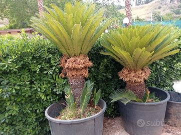 Cycas