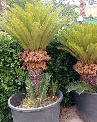 Cycas