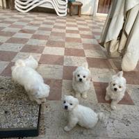 Vendo cuccioli maltese razza pura