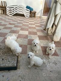 Vendo cuccioli maltese razza pura