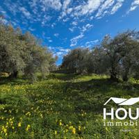 Ragalna - uliveto id: nra145vt