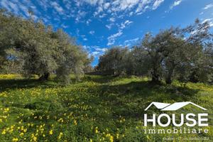 Ragalna - uliveto id: nra145vt