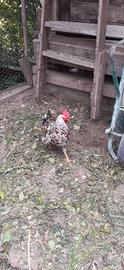 Gallina millefiori