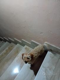 Cucciola di barboncina