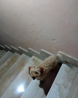 Cucciola di barboncina