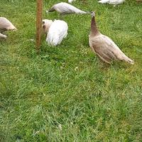 Pavoni varie colorazioni