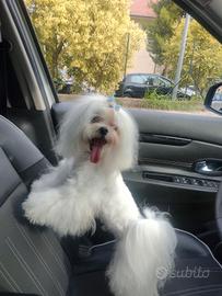 Maltese x accoppiamento