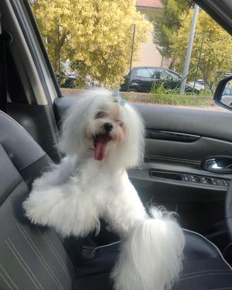 Maltese x accoppiamento