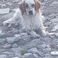 Setter inglese