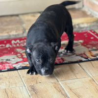 American bully pocket