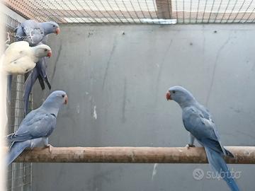 Parrochetti dal collare