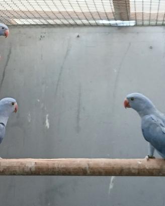 Parrochetti dal collare