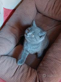 Cuccioli di gattini scottish straight e fold