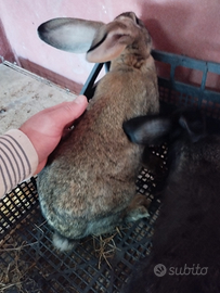 Conigli da carne californiana