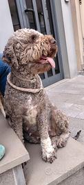 Cuccioli di Lagotto Romagnolo con pedigree