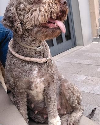 Cuccioli di Lagotto Romagnolo con pedigree