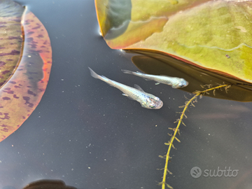Pesci Medaka