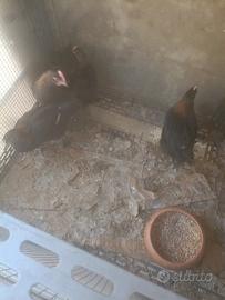 Galletti Marans