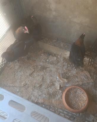 Galletti Marans
